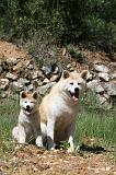 AKITA INU 397